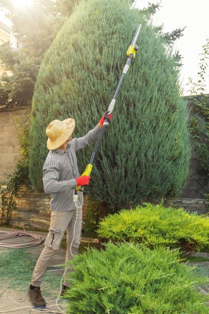 Tree Removal for Businesses in Rock Island, WA